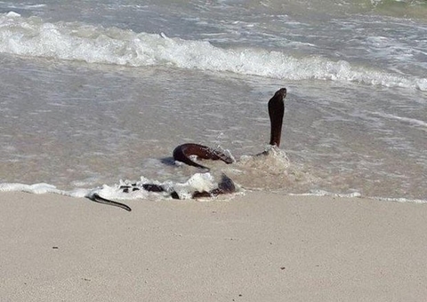 Cobra de 2 metros assusta banhistas ao 'invadir' praia