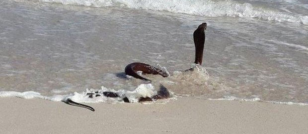 Cobra de 2 metros assusta banhistas ao 'invadir' praia