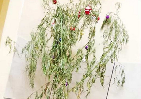 Um natal pra lá de chapado