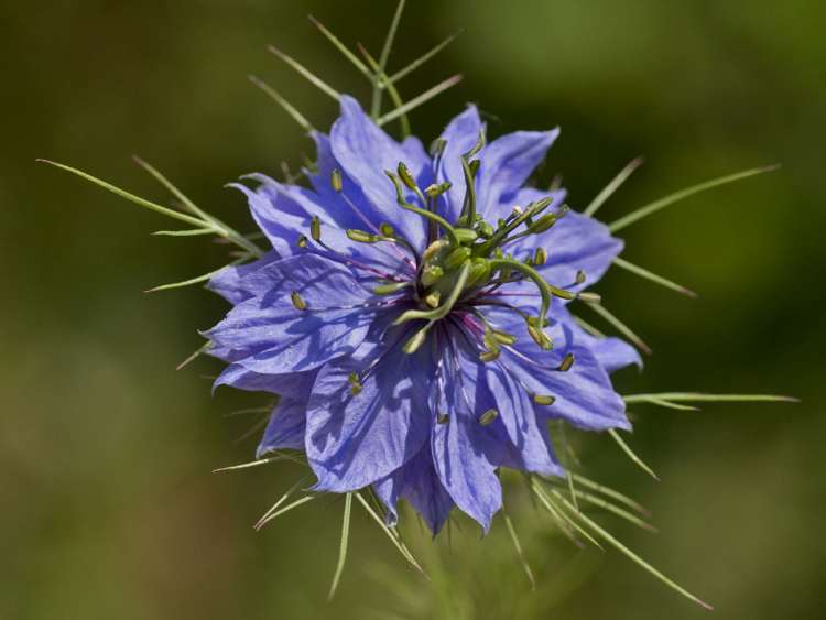 nigella_tancia_img_5807.jpg