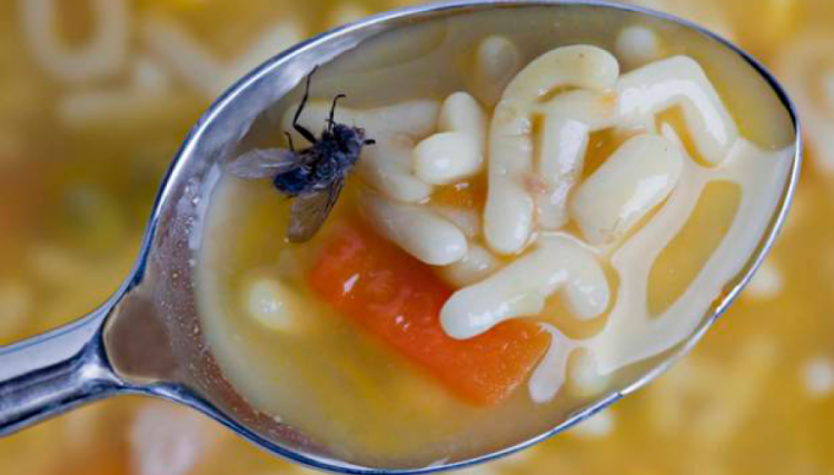 noticia-3602-mosca-en-la-comida.png