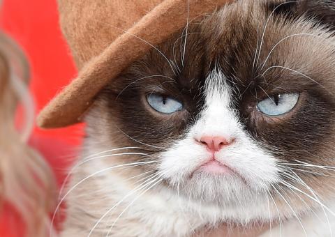 A Gata mais mal humorada da internet vai ganhar um filme