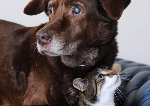 Gato vira guia de cão cego