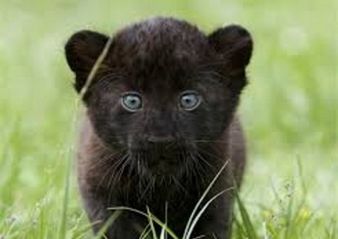 IPAAM apreende em Borba filhote de onça-preta encontrado em cativeiro