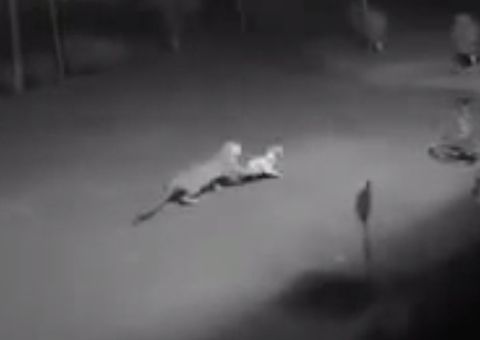 Por conta de desmatamento, onça ataca cachorro em condomínio; veja vídeo