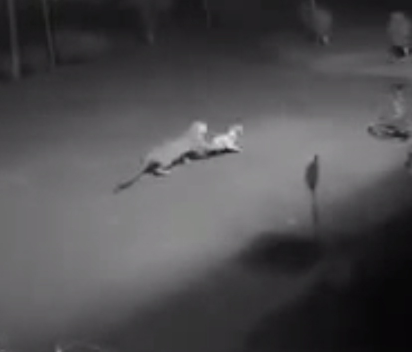 Por conta de desmatamento, onça ataca cachorro em condomínio; veja vídeo