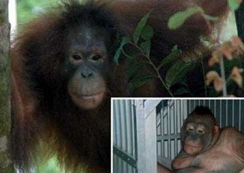 Orangotangos são usados em prostituição na Ásia