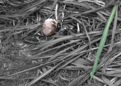 Ossada humana é encontrada na Djalma Batista