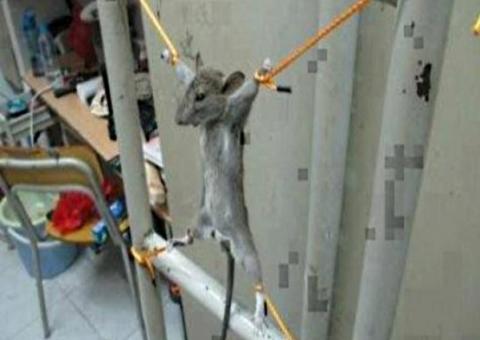 Homem palestino torturou rato que roeu o seu salário e publica no Facebook  