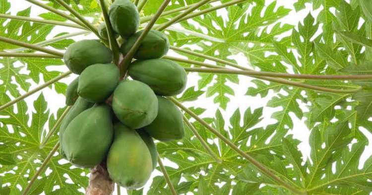 papaya-leaves.jpg