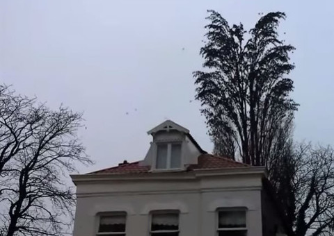 O que parece galhos na verdade são pássaros 