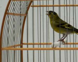 A gaiolinha do passarinhozinho