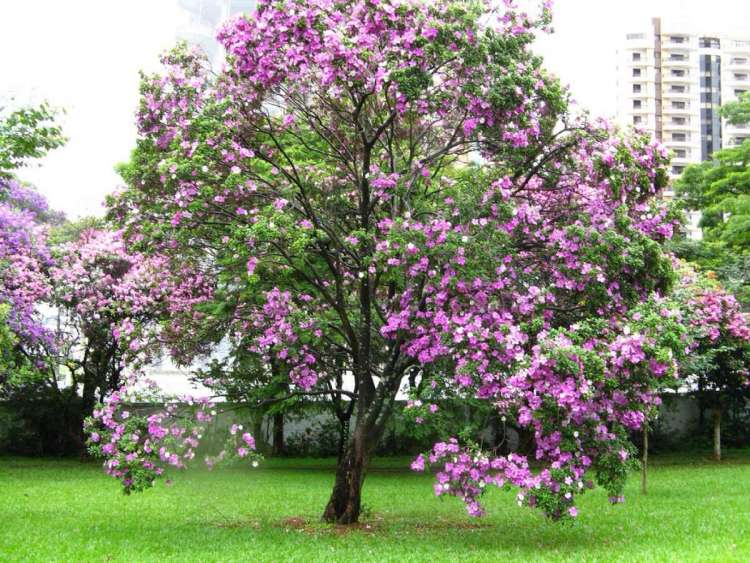 pata-de-vaca-acacia-bauhinia.jpg