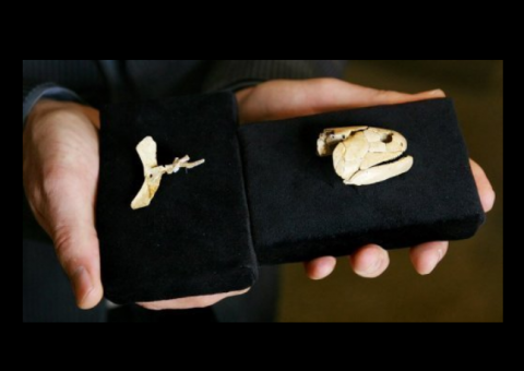 Peixes antigos teriam músculos abdominais