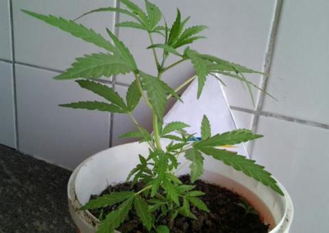 Mulher é presa com pé de maconha em casa