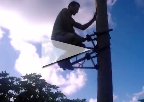 Brasileiro inventa máquina para subir no pé de coco