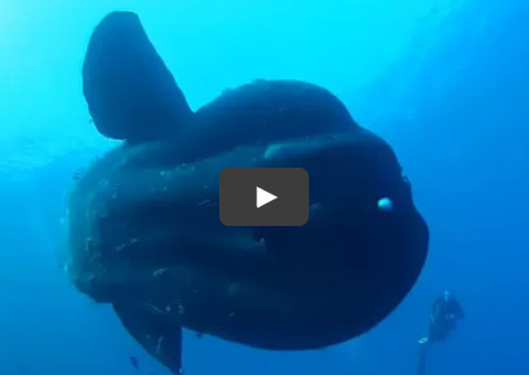 Mergulhador encontra peixe bizarro e se arrisca a nadar ao lado da criatura 