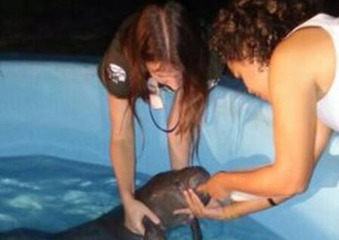 Com um mês de vida, peixe-boi é retirado do rio