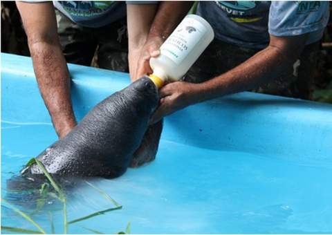 Filhote de peixe-boi é resgatado no interior do Amazonas e encaminhado ao Inpa