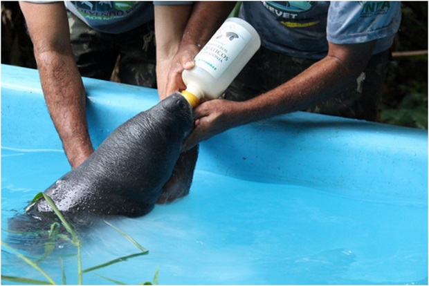 Filhote de peixe-boi é resgatado no interior do Amazonas e encaminhado ao Inpa