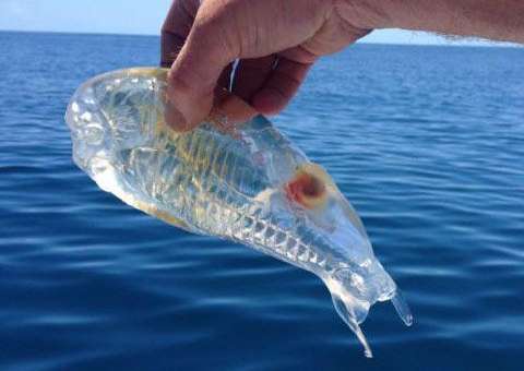Pescador é surpreendido por criatura translúcida na Nova Zelândia