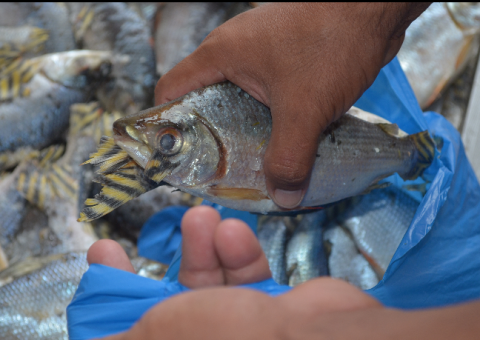 Sepror disponibiliza 6 toneladas de peixe popular à famílias de baixa renda