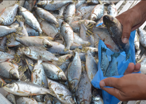 Feirão da Sepror oferece promoção de peixes a partir desta Quinta-feira