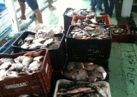  Sesc AM distribui 100 toneladas de peixe no Amazonas
