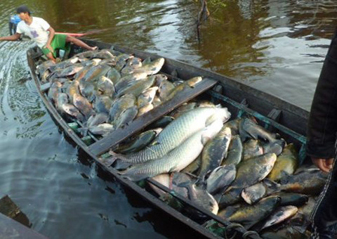 Prefeitura distribui 50 toneladas de pescado na Semana Santa