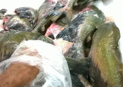 Distribuição de pescado começa nesta terça-feira