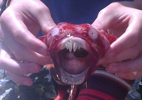 Criatura misteriosa causa polêmica após ser encontrada por estudantes na África do Sul