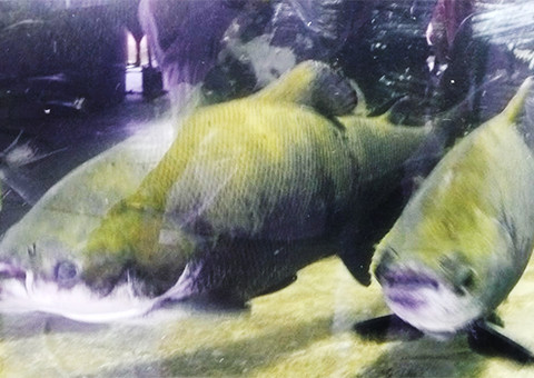 Sepror dispõe pontos para venda de peixe na Semana Santa