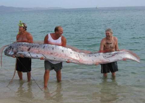 Peixe raro aparece no litoral da Califórnia e vira atração para curiosos