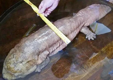 Criatura extremamente rara causa espanto ao ser capturada em parque