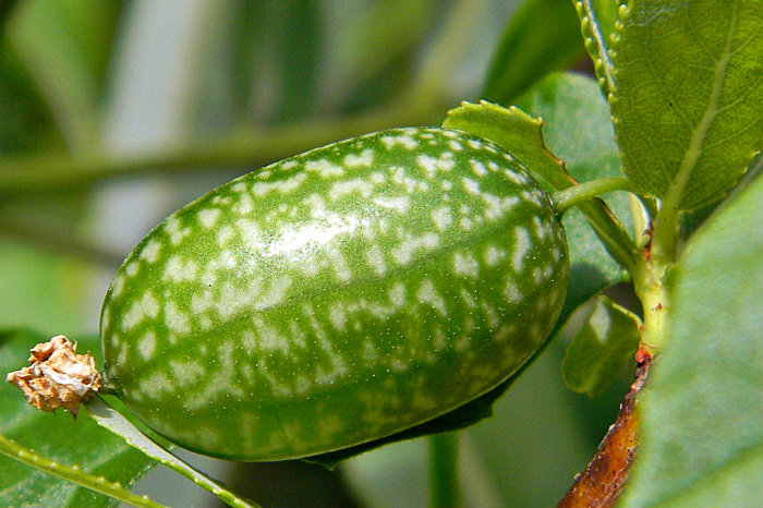 pepino_silvestre.jpg