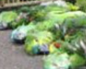 Por que tem gente que não gosta de periquito