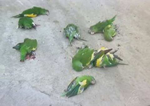 Ipaam  aperta condomínio e decide agir com rigor para proteger periquitos