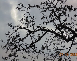 O Ipaam e a guerra dos periquitos