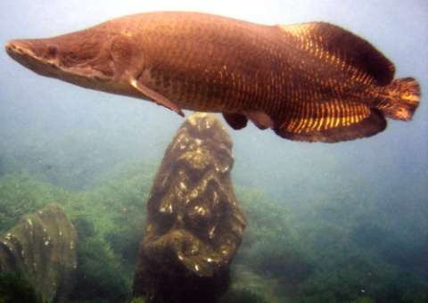 Diversificar meios econômicos para o Amazonas é questionamento na Aleam