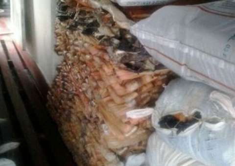 Batalhão Ambiental apreende 24,5 toneladas de pescado no Solimões