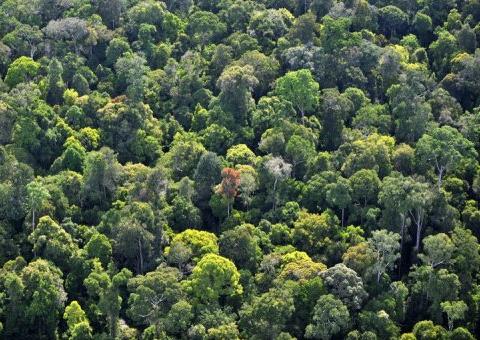  Plantas e animais podem perder metade de seu espaço vital com aquecimento global