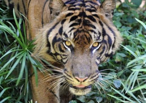  Cinco indonésios se refugiam há três dias em árvore ameaçados por tigres