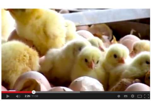 Vídeo revela como animais são tratados antes de serem comidos