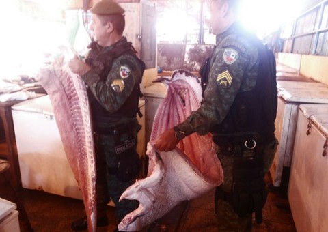 250 kg de de carne de pirarucu são apreendidos na Feira da Panair