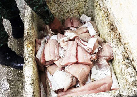 Pirarucu comercializado sem autorização é apreendido no Nova Floresta