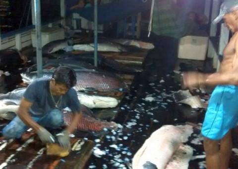 Sem higiene, 2 t de pirarucu são apreendidas