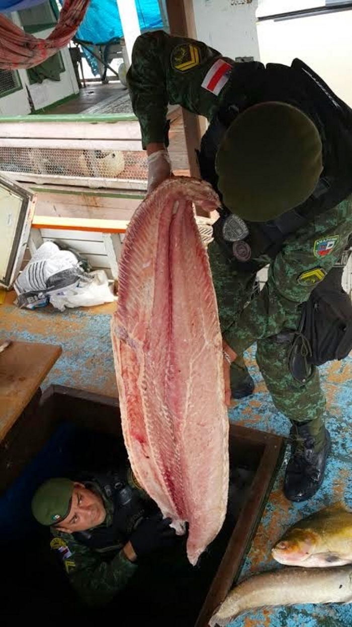 590 kg de pescado e carne de animais silvestres são apreendidos