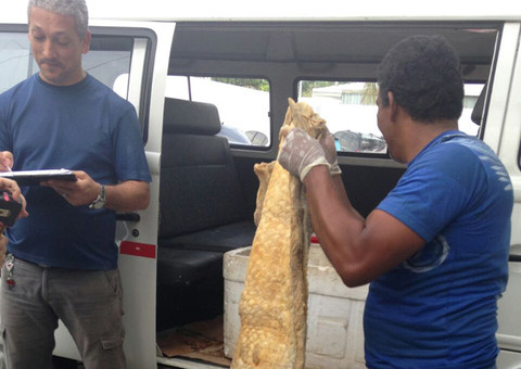 Dema registra apreensão de 150 kg de pescado em período de defeso