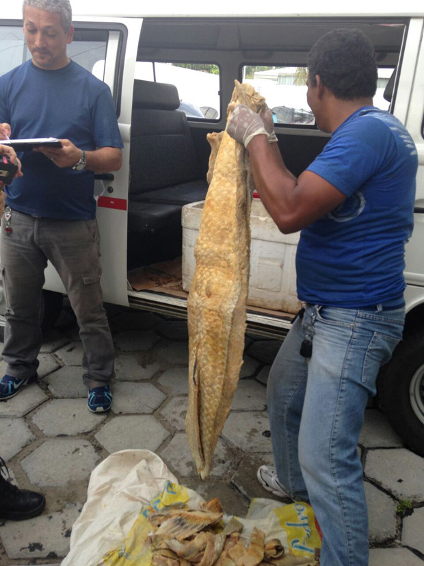 Dema registra apreensão de 150 kg de pescado em período de defeso