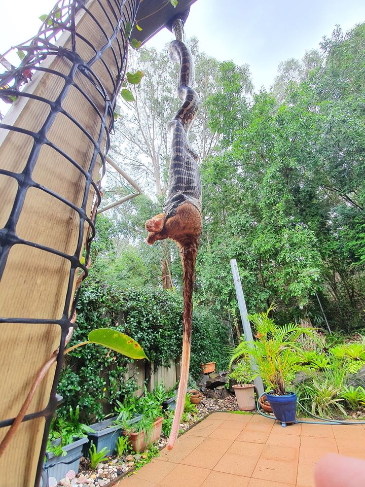 piton-invade-quintal-e-devora-marsupial-na-australia-96dd8626-0344-449b-8be2-9491540022c9.jpg